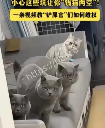 猫咪不能吃巧克力原因
